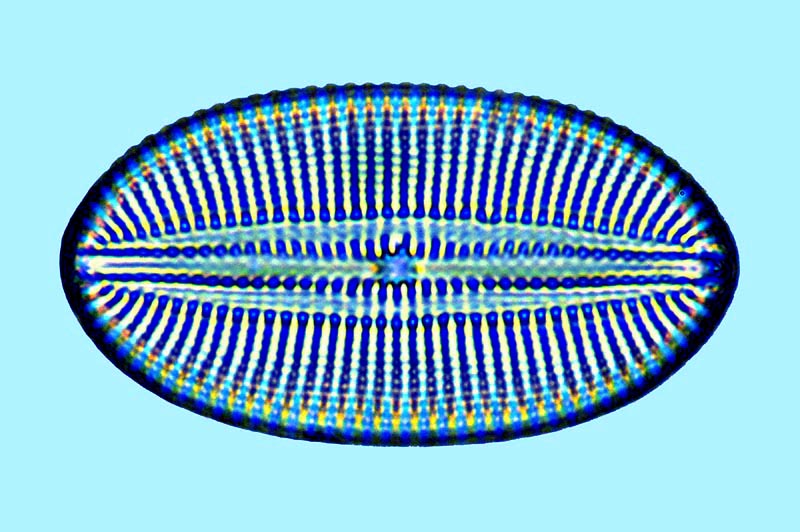 Diploneis fusca