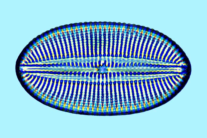 Diploneis fusca