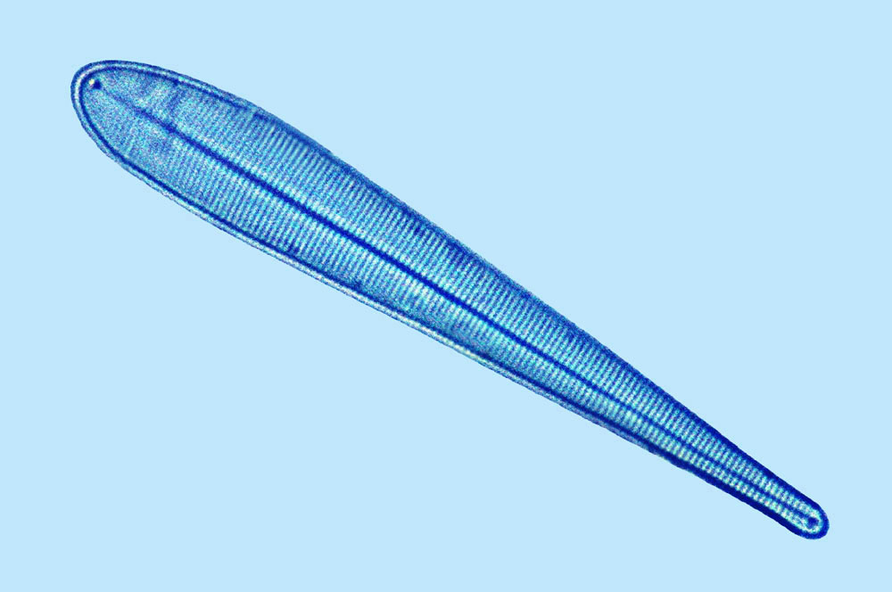 Licmophora gracilis
