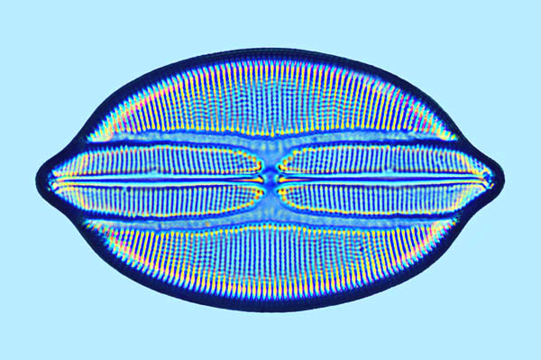 Lyrella amphoroides