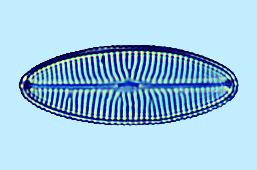 Navicula lusoria