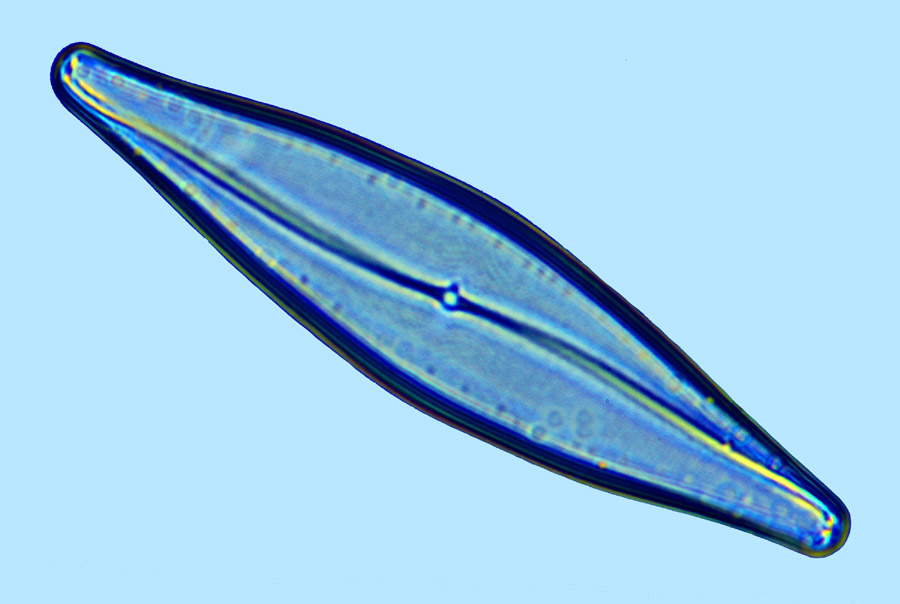 Pleurosigma nicobaricum