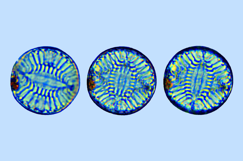 Campylodiscus thuretii