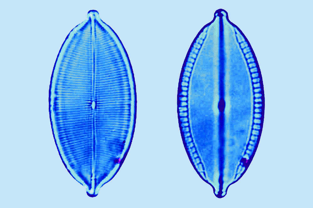 Mastogloia apiculata