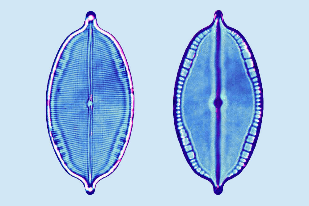 Mastogloia peragalli