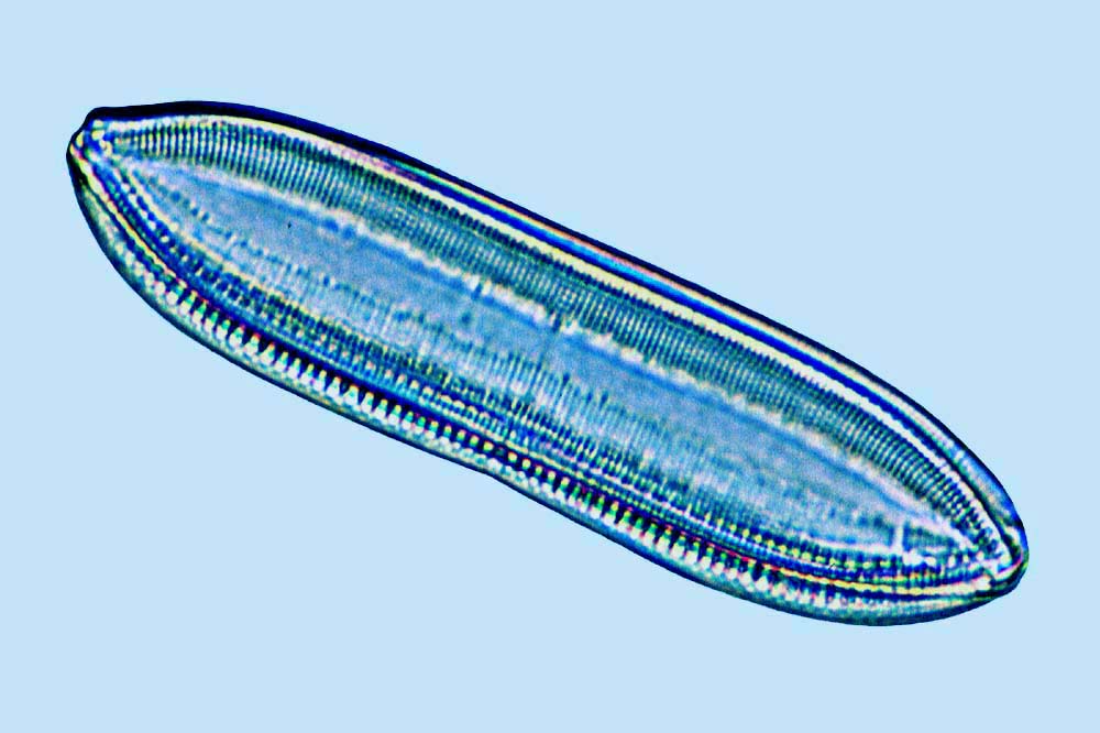 Nitzschia marginulata