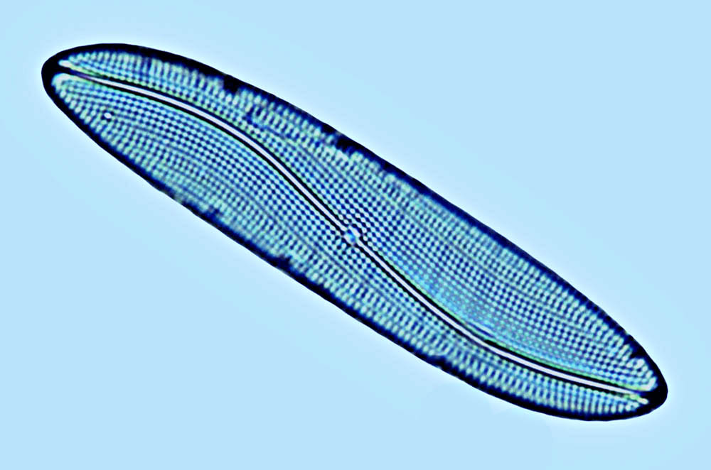 Gyrosigma sp