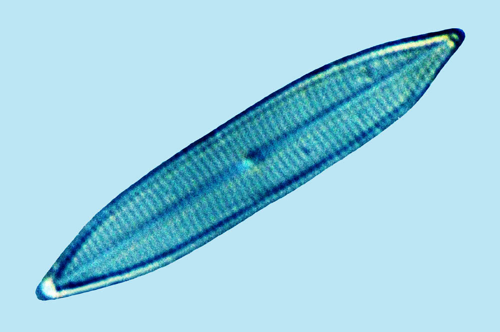 Navicula sp