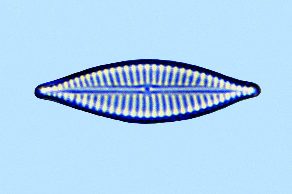 Navicula sp