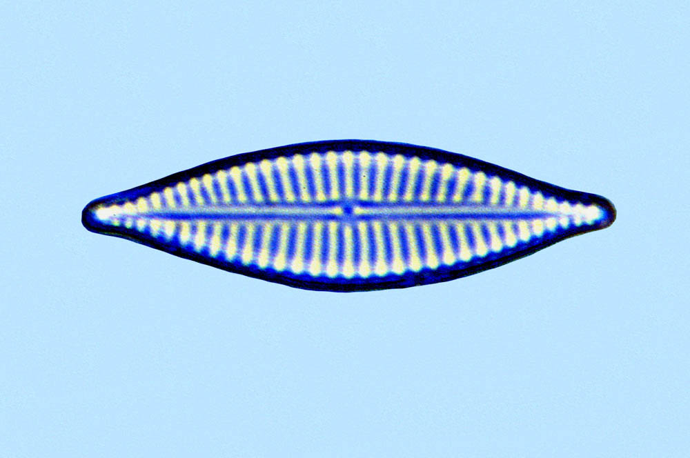 Navicula sp