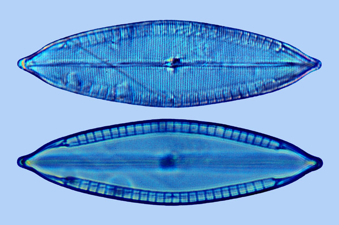 Mastogloia decussata