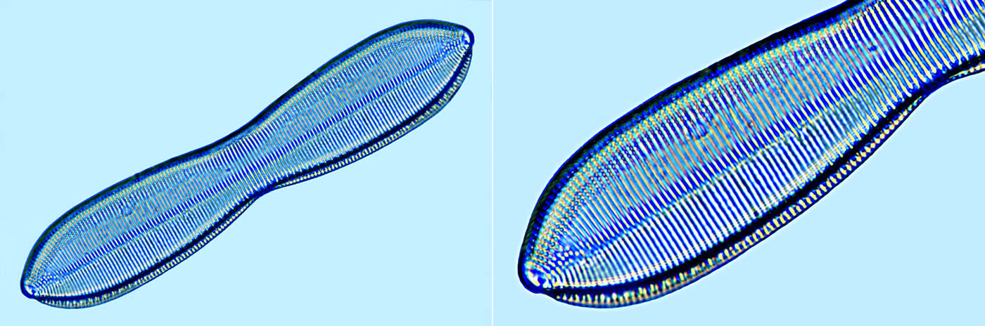 Nitzschia jelineckii