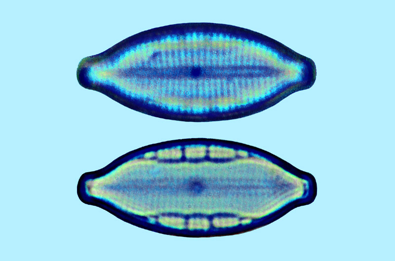 mastogloia manokwariensis