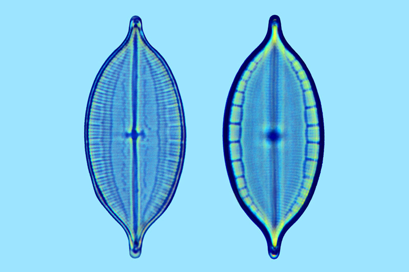 Mastogloia foliolum