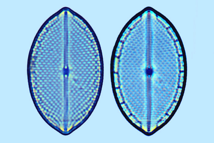 Mastogloia 21