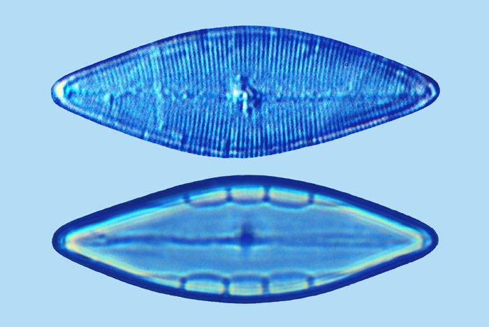 Mastogloia pisciculus