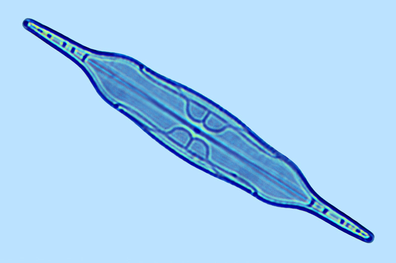 Stigmaphora rostrata