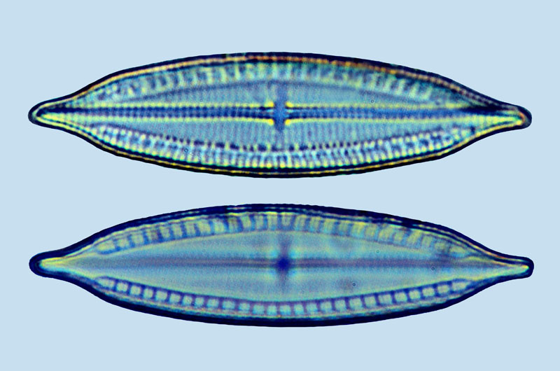 Mastoguade Mastogloia 9