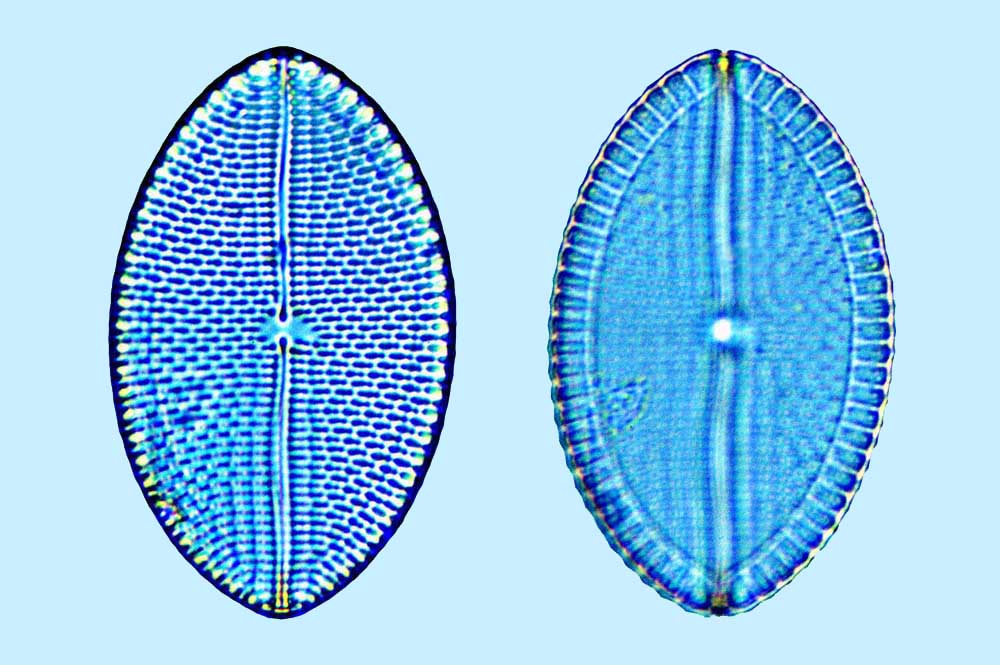 Mastogloia ovum paschale