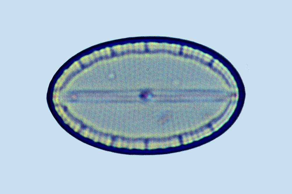 Mastogloia ovulum
