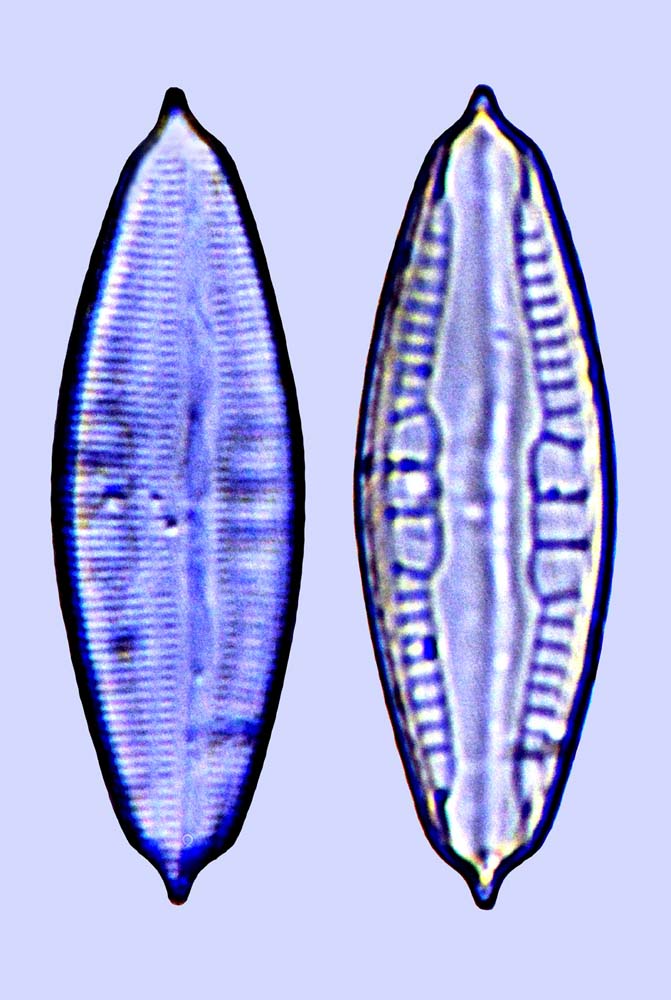 Mastogloia biocellata d