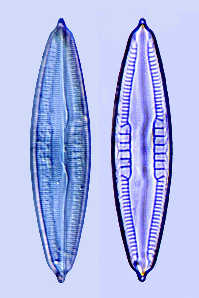 Mastogloia biocellata f