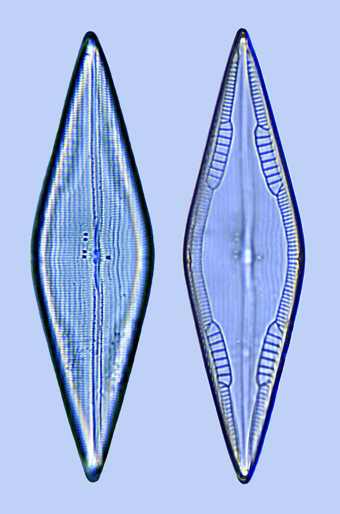 Mastogloia erythraea 10
