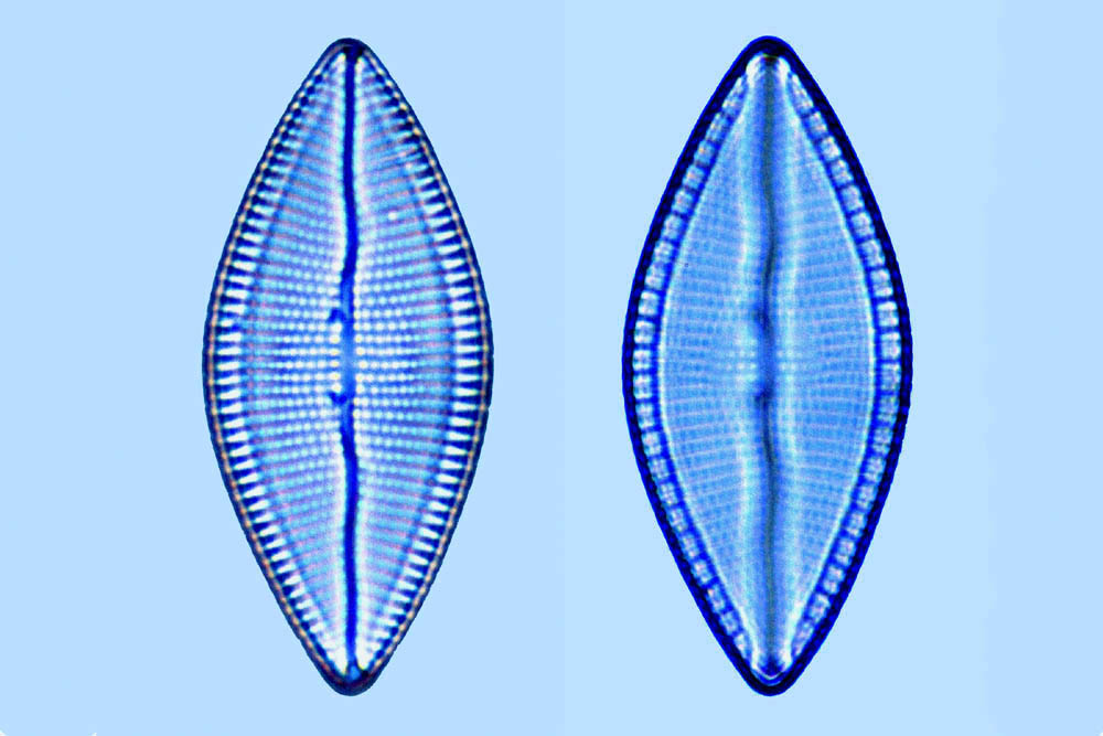 Mastogloia rhombica