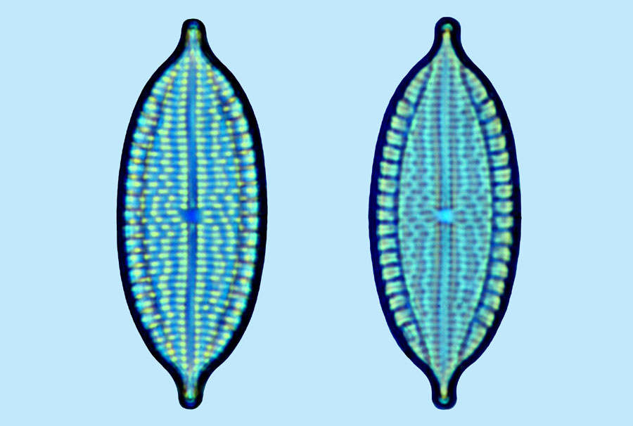 Mastogloia graciloides