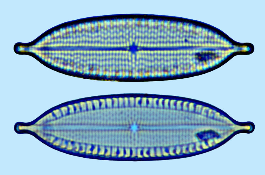 mastogloia graciloides