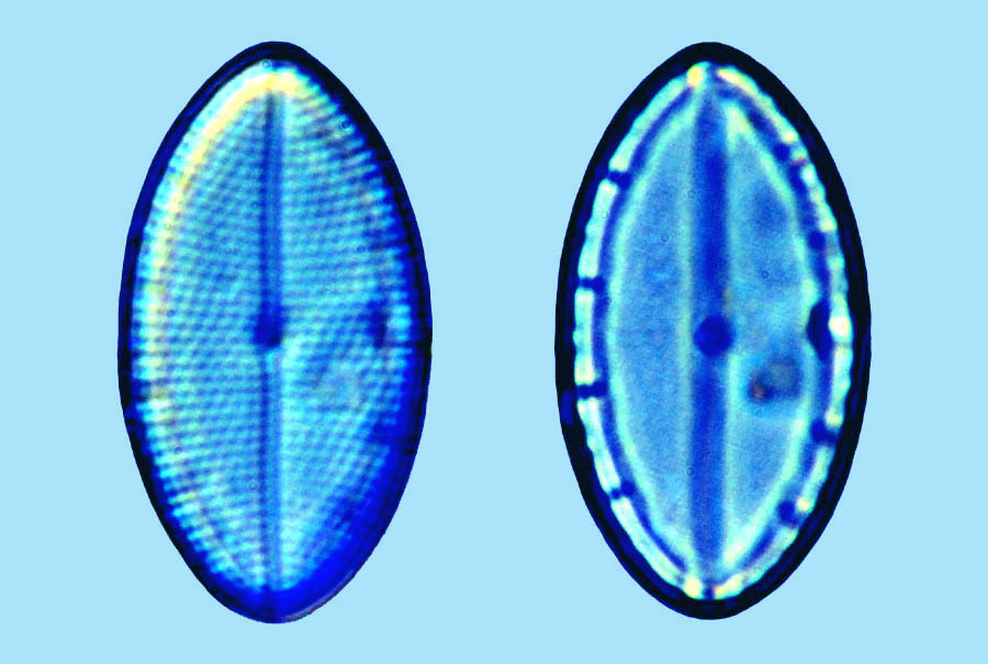 Mastogloia ovulum