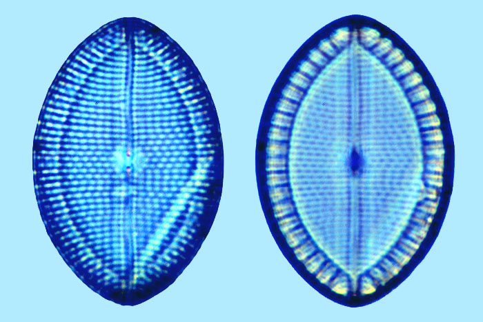 Mastogloia ovum paschale