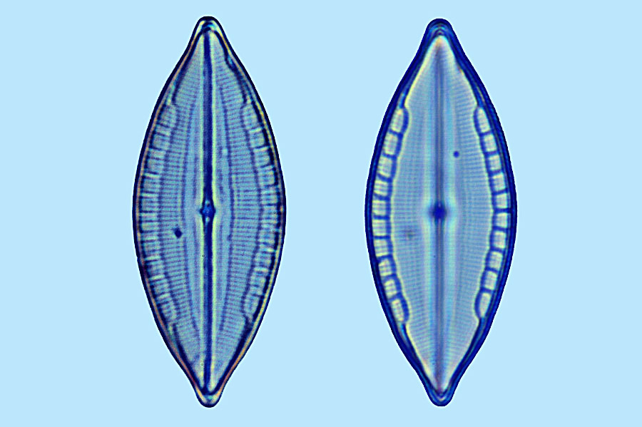 mastogloia pisciculus