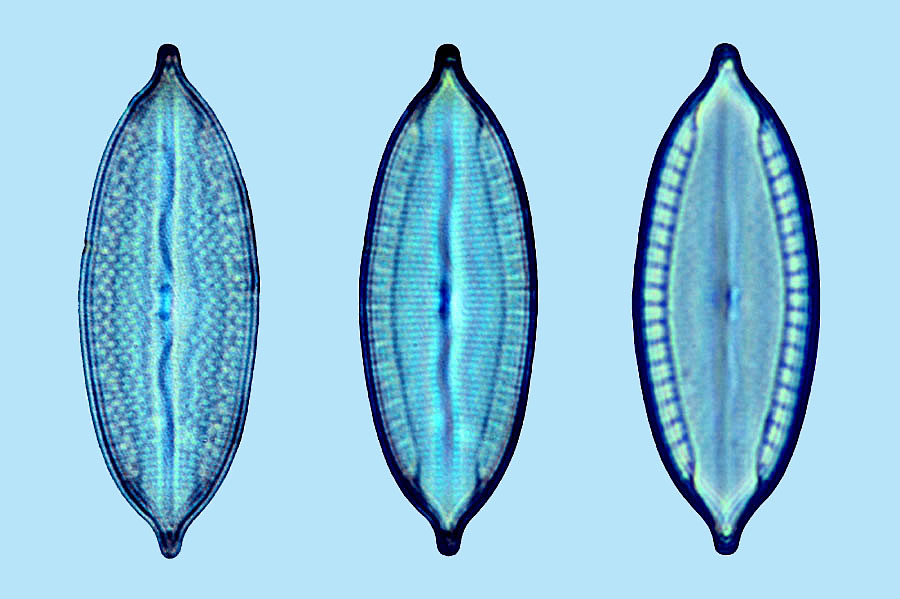 Mastogloia punctifera