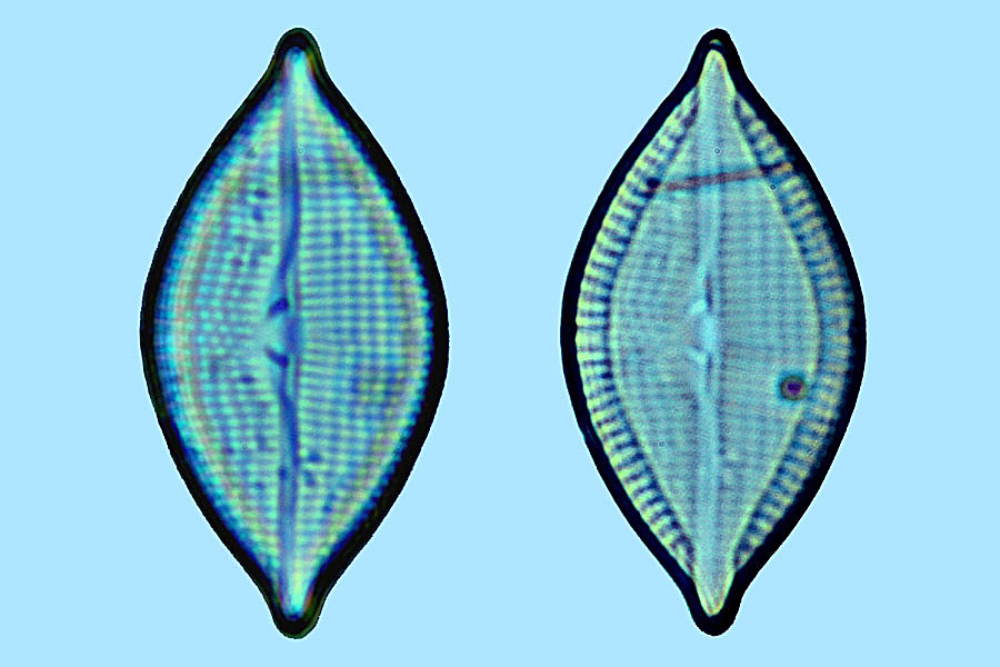 mastogloia undulata