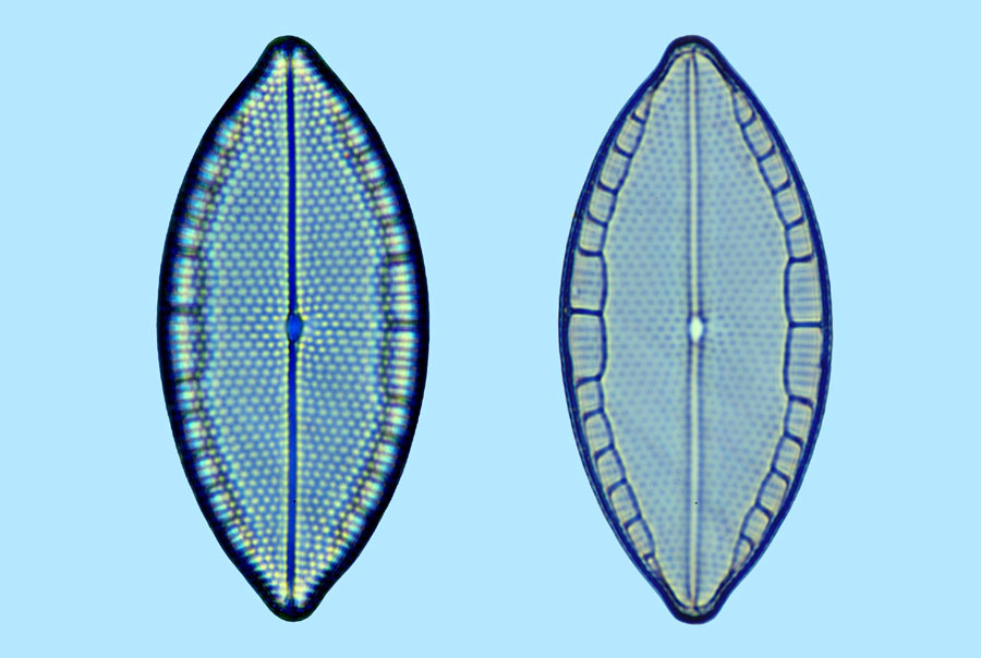 mastogloia angulata