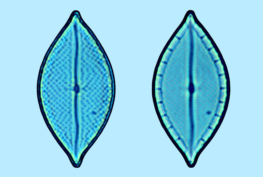 mastoglia asperuloides