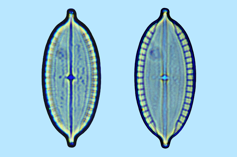 Mastogloia decipiens