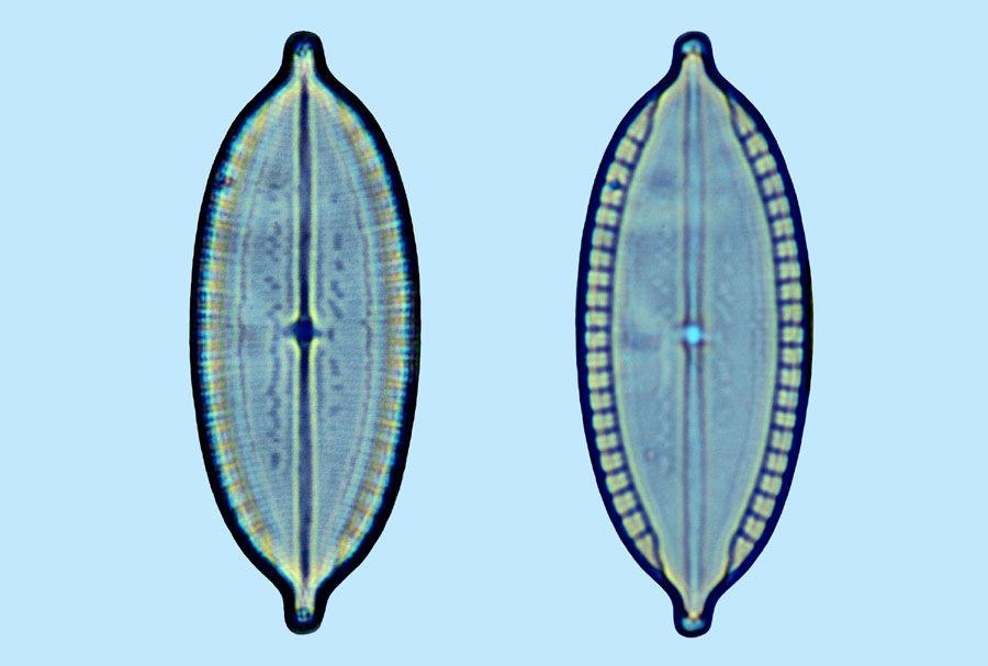 Mastogloia decipiens