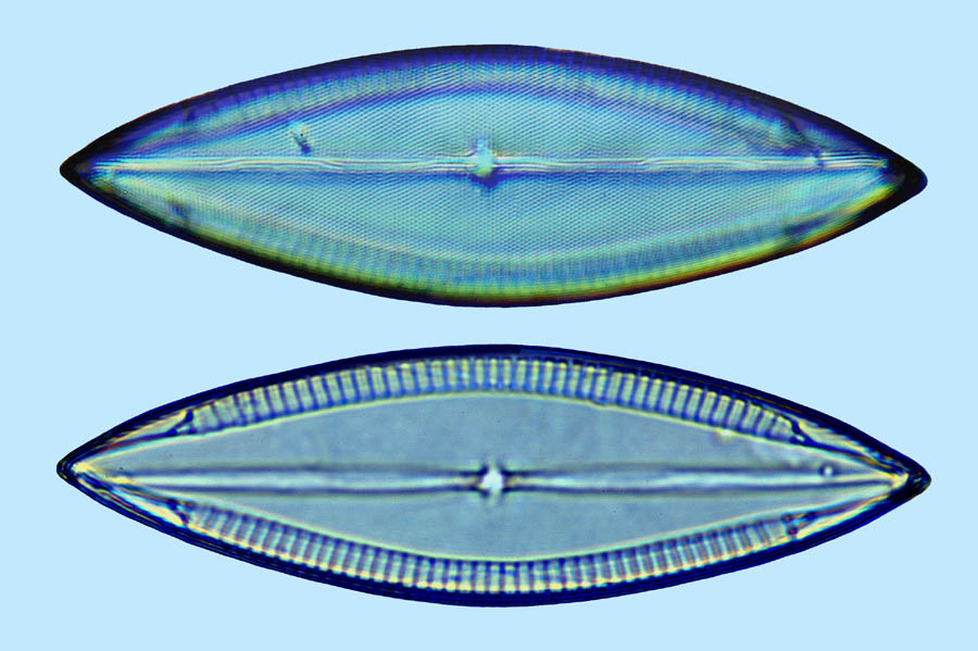 Mastogloia decussata