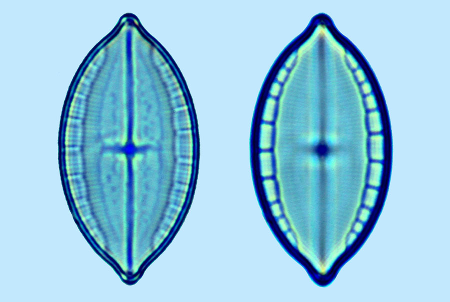 Mastogloia foliolum