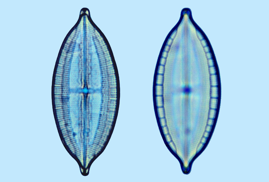 Mastogloia foliolum