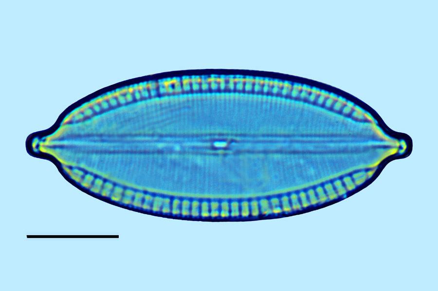 Mastogloia apiculata