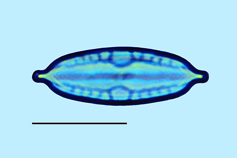 Mastogloia biocellata