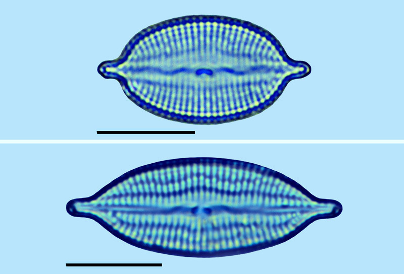 Mastogloia corsicana