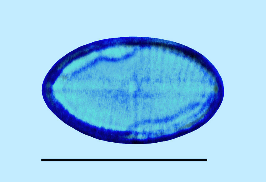 Crucicula alternans