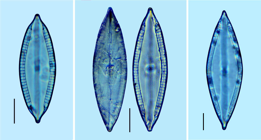 Mastogloia decussata