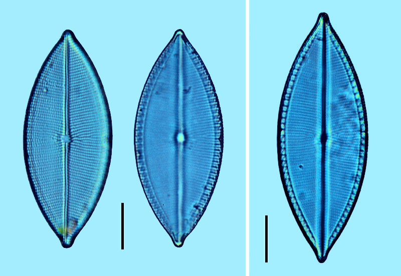 Mastogloia elegans