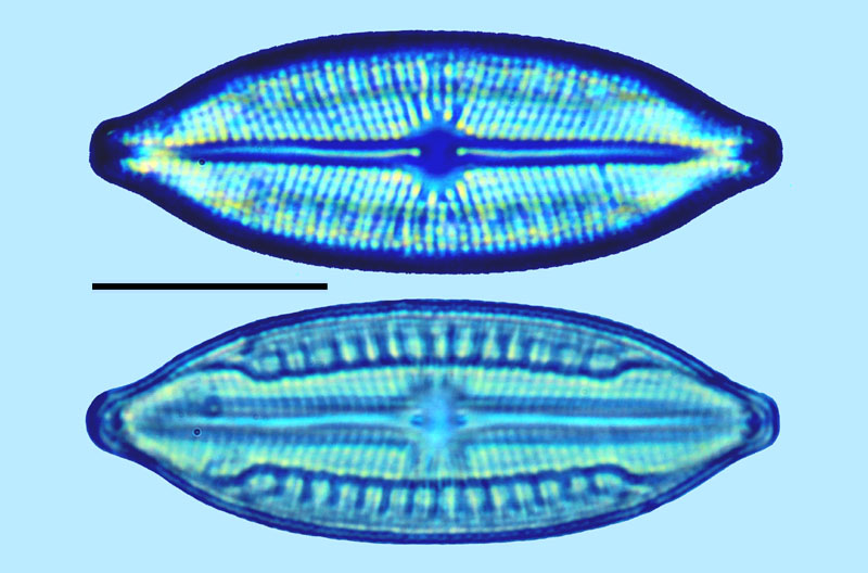 Mastogloia elliptica