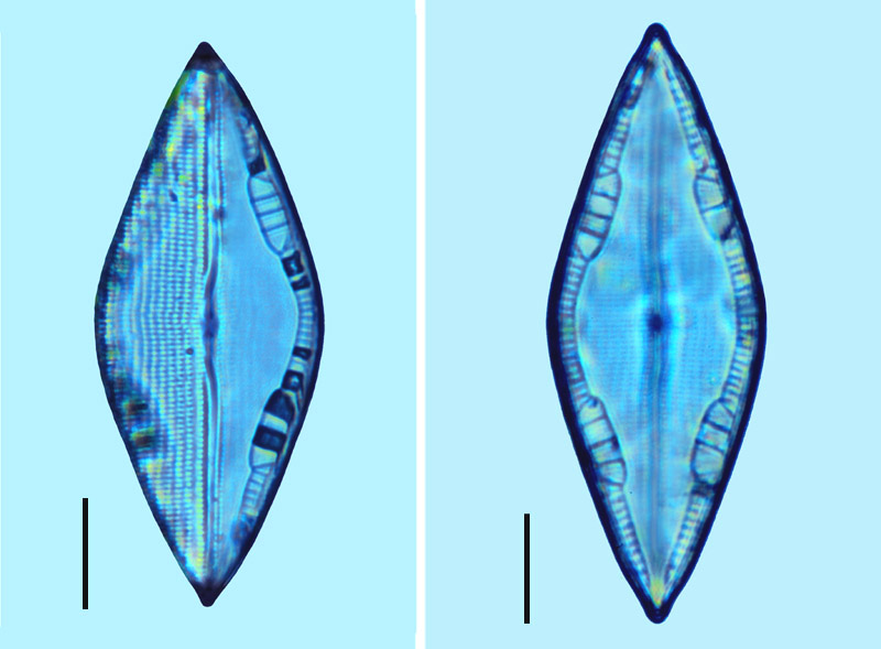 Mastogloia erythraea